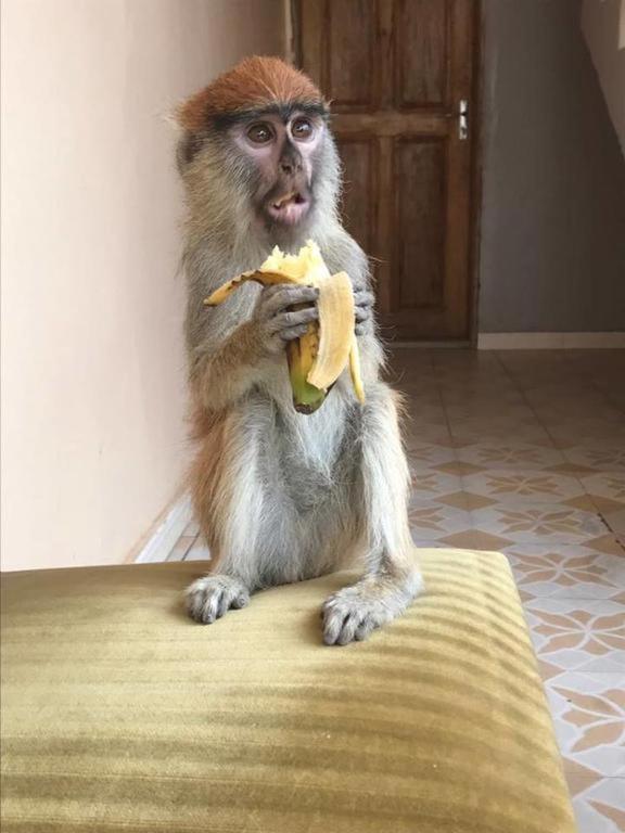 Auberge La Praline Toubakouta Dış mekan fotoğraf
